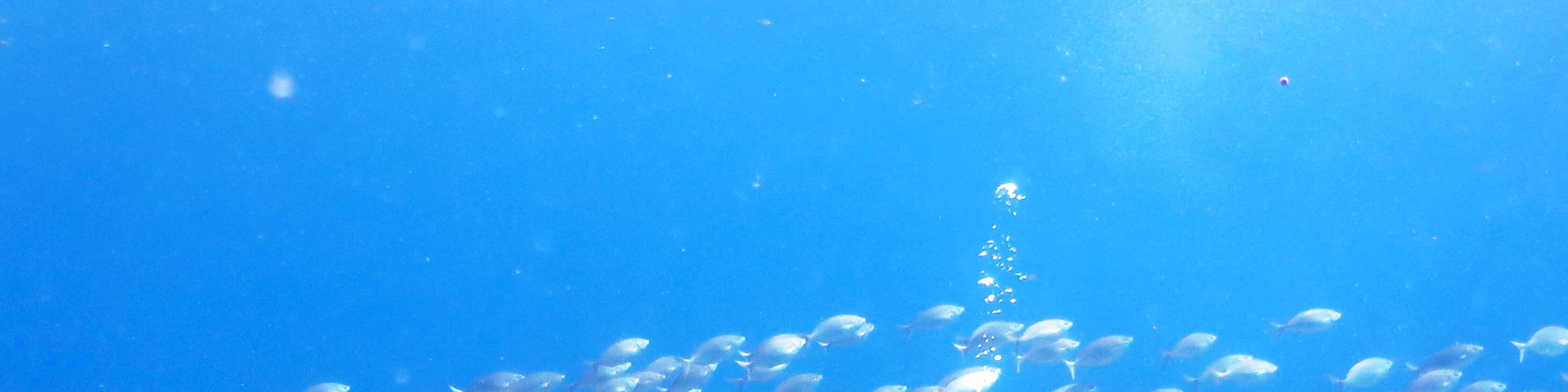 PADI進階開放水域潛水員【線上學習】